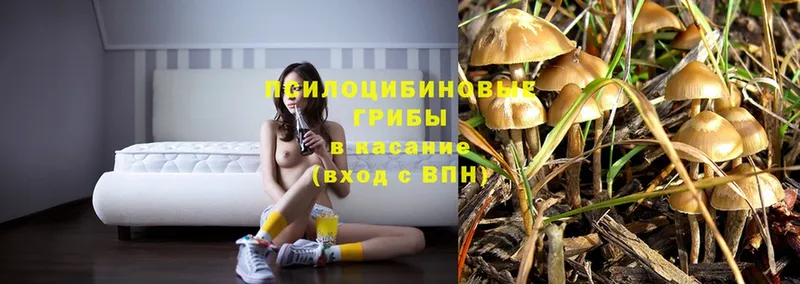 купить наркоту  Туринск  Псилоцибиновые грибы Magic Shrooms 